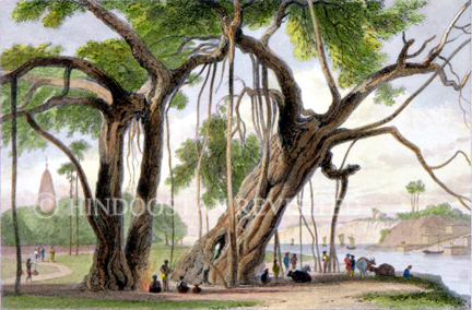 /data/Original Prints/Miscellaneous/THE BANYAN TREE.jpg
